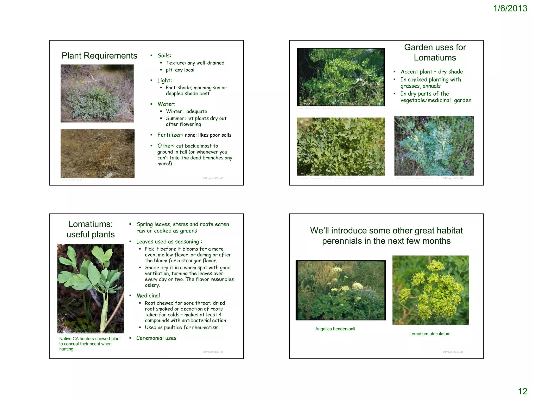 1/6/2013



                                                                                                                                                                                Garden uses for
    Plant Requirements                                               Soils:
                                                                         Texture: any well-drained
                                                                                                                                                                                  Lomatiums
                                                                         pH: any local                                                                                 Accent plant – dry shade
                                                                     Light:                                                                                            In a mixed planting with
                                                                         Part-shade; morning sun or                                                                     grasses, annuals
                                                                          dappled shade best                                                                            In dry parts of the
                                                                                                                                                                         vegetable/medicinal garden
                                                                     Water:
                                                                         Winter: adequate
                                                                                                             © Br. Alfred Brousseau, Saint Mary's College




                                                                         Summer: let plants dry out
                                                                          after flowering

                                                                     Fertilizer: none; likes poor soils

                                                                     Other: cut back almost to
                                                                       ground in fall (or whenever you
                                                                       can’t take the dead branches any
                                                                       more!)

                                                                                           © Project SOUND   http://www.baynatives.com/plants/Lomatium-californicum/    http://jay.timetotrack.com/ccal/lomatca2.htm   © Project SOUND
     © 2010 Jean Pawek




        Lomatiums:                                           Spring leaves, stems and roots eaten

        useful plants
                                                              raw or cooked as greens                                   We’ll introduce some other great habitat
                                                             Leaves used as seasoning :                                  perennials in the next few months
                                                                Pick it before it blooms for a more
                                                                 even, mellow flavor, or during or after
                                                                 the bloom for a stronger flavor.
                                                                Shade dry it in a warm spot with good
                                                                 ventilation, turning the leaves over
                                                                 every day or two. The flavor resembles
                                                                 celery.

                                                             Medicinal
                                                                Root chewed for sore throat; dried
                                                                 root smoked or decoction of roots
                                                                 taken for colds – makes at least 4
                                                                 compounds with antibacterial action
                                                                Used as poultice for rheumatism                             Angelica hendersonii
http://www.botany.hawaii.edu/faculty/carr/ofp/lom_cal.htm
                                                                                                                                                                                     Lomatium utriculatum
 Native CA hunters chewed plant                              Ceremonial uses
 to conceal their scent when
 hunting
                                                                                           © Project SOUND                                                                                                             © Project SOUND




                                                                                                                                                                                                                                              12
 