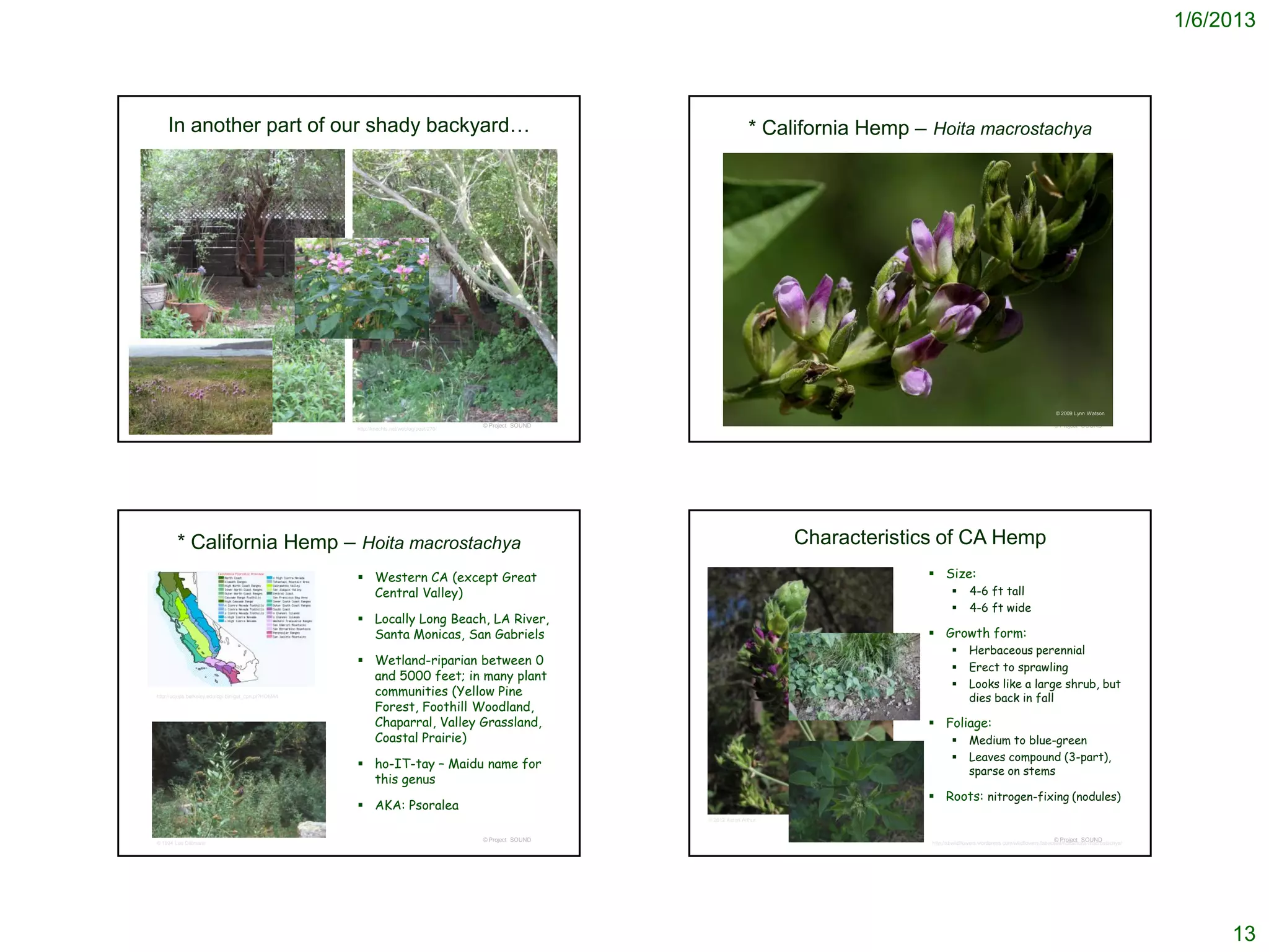 1/6/2013



    In another part of our shady backyard…                                                                                    * California Hemp – Hoita macrostachya




                                                                                                                                                                                                      © 2009 Lynn Watson

                                                                                            © Project SOUND                                                                                           © Project SOUND
                                                      http://knechts.net/weblog/post/270/




        * California Hemp – Hoita macrostachya                                                                                      Characteristics of CA Hemp
                                                       Western CA (except Great                                                                  Size:
                                                        Central Valley)                                                                                         4-6 ft tall
                                                                                                                                                                4-6 ft wide
                                                       Locally Long Beach, LA River,
                                                        Santa Monicas, San Gabriels                                                               Growth form:
                                                                                                                                                                Herbaceous perennial
                                                       Wetland-riparian between 0                                                                              Erect to sprawling
                                                        and 5000 feet; in many plant
                                                                                                                                                                Looks like a large shrub, but
http://ucjeps.berkeley.edu/cgi-bin/get_cpn.pl?HOMA4     communities (Yellow Pine                                                                                 dies back in fall
                                                        Forest, Foothill Woodland,
                                                        Chaparral, Valley Grassland,                                                              Foliage:
                                                        Coastal Prairie)                                                                                        Medium to blue-green
                                                                                                                                                                Leaves compound (3-part),
                                                       ho-IT-tay – Maidu name for
                                                                                                                                                                 sparse on stems
                                                        this genus
                                                                                                                                                  Roots: nitrogen-fixing (nodules)
                                                       AKA: Psoralea
                                                                                                              © 2012 Aaron Arthur


                                                                                            © Project SOUND                                                                                           © Project SOUND
© 1994 Lee Dittmann                                                                                                                               http://sbwildflowers.wordpress.com/wildflowers/fabaceae/hoita/hoita-macrostachya/




                                                                                                                                                                                                                                           13
 