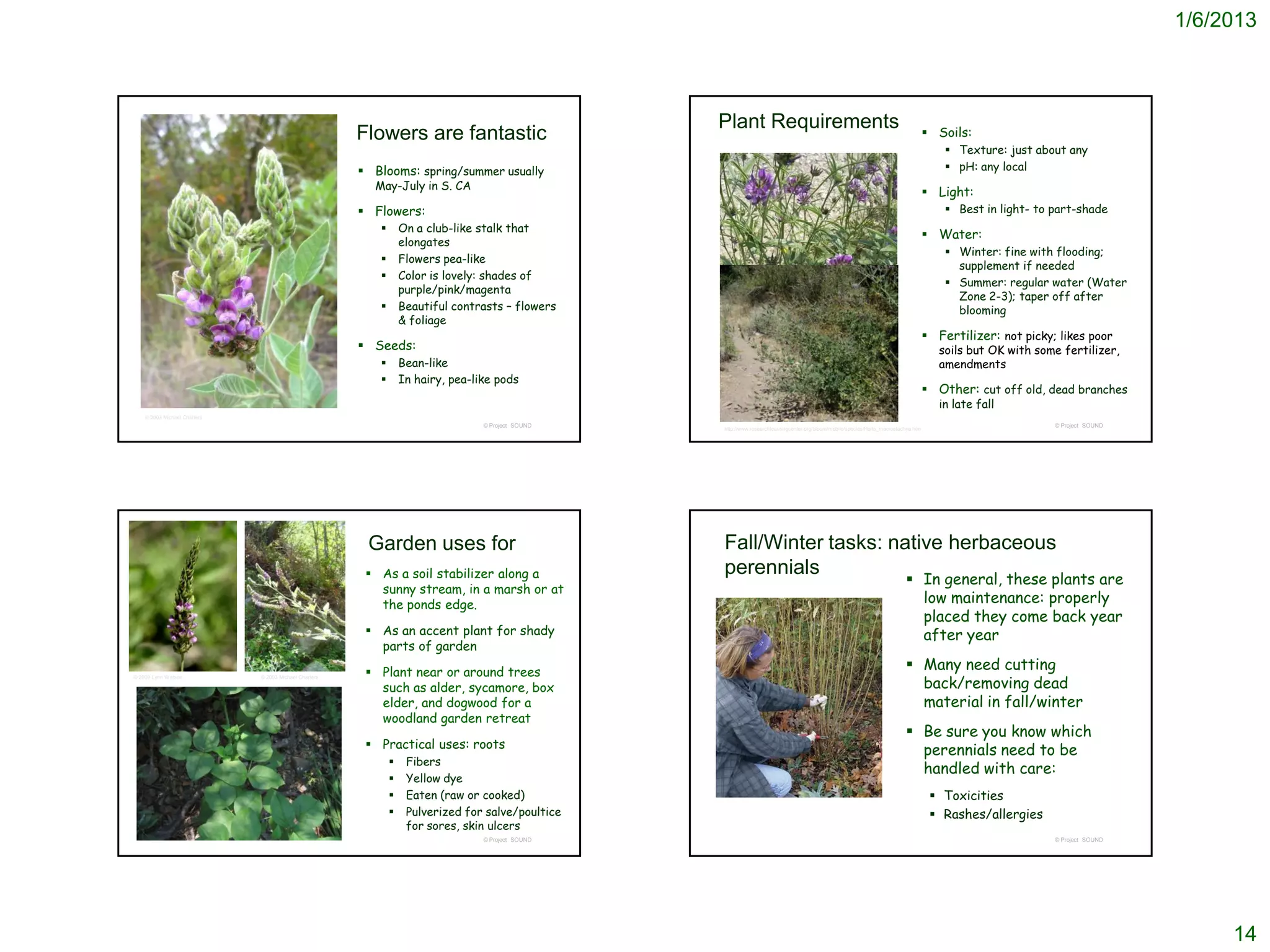 1/6/2013



                                                                                                     Plant Requirements                                                                   Soils:
                                                        Flowers are fantastic
                                                                                                                                                                                              Texture: just about any
                                                         Blooms: spring/summer usually                                                                                                       pH: any local
                                                          May-July in S. CA
                                                                                                                                                                                          Light:
                                                         Flowers:                                                                                                                            Best in light- to part-shade
                                                                  On a club-like stalk that
                                                                                                                                                                                          Water:
                                                                   elongates
                                                                                                                                                                                              Winter: fine with flooding;
                                                                  Flowers pea-like
                                                                                                                                                                                               supplement if needed
                                                                  Color is lovely: shades of
                                                                                                                                                                                              Summer: regular water (Water
                                                                   purple/pink/magenta
                                                                                                                                                                                               Zone 2-3); taper off after
                                                                  Beautiful contrasts – flowers                                                                                               blooming
                                                                   & foliage
                                                                                                                                                                                          Fertilizer: not picky; likes poor
                                                         Seeds:                                                                                                                            soils but OK with some fertilizer,
                                                                  Bean-like                                                                                                                amendments
                                                                  In hairy, pea-like pods
                                                                                                                                                                                          Other: cut off old, dead branches
                                                                                                                                                                                            in late fall
    © 2003 Michael Charters
                                                                                   © Project SOUND                                                                                                               © Project SOUND
                                                                                                     http://www.researchlearningcenter.org/bloom/mobile/species/Hoita_macrostachya.htm




                                                         Garden uses for                             Fall/Winter tasks: native herbaceous
                                                          As a soil stabilizer along a              perennials
                                                                                                                                                                                In general, these plants are
                                                           sunny stream, in a marsh or at
                                                           the ponds edge.                                                                                                       low maintenance: properly
                                                                                                                                                                                 placed they come back year
                                                          As an accent plant for shady                                                                                          after year
                                                           parts of garden

                                                          Plant near or around trees
                                                                                                                                                                                Many need cutting
                                                                                                                                                                                 back/removing dead
© 2009 Lynn Watson            © 2003 Michael Charters

                                                           such as alder, sycamore, box
                                                           elder, and dogwood for a                                                                                              material in fall/winter
                                                           woodland garden retreat
                                                                                                                                                                                Be sure you know which
                                                          Practical uses: roots                                                                                                 perennials need to be
                                                                   Fibers
                                                                                                                                                                                 handled with care:
                                                                   Yellow dye
                                                                   Eaten (raw or cooked)                                                                                                  Toxicities
                                                                   Pulverized for salve/poultice                                                                                          Rashes/allergies
                                                                    for sores, skin ulcers
                                                                                   © Project SOUND                                                                                                               © Project SOUND




                                                                                                                                                                                                                                        14
 