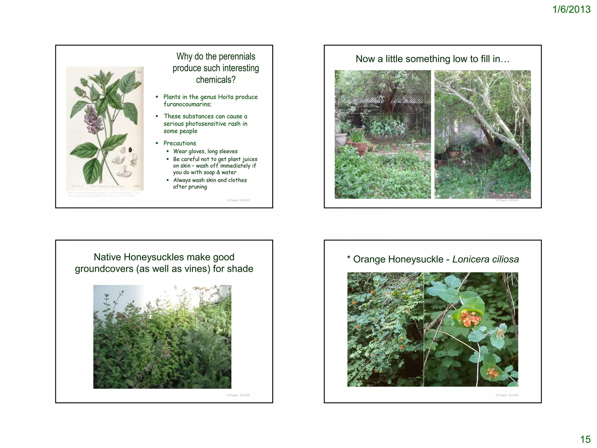 1/6/2013



                                                                        Why do the perennials                    Now a little something low to fill in…
                                                                       produce such interesting
                                                                             chemicals?
                                                                   Plants in the genus Hoita produce
                                                                    furanocoumarins;

                                                                   These substances can cause a
                                                                    serious photosensitive rash in
                                                                    some people

                                                                   Precautions
                                                                      Wear gloves, long sleeves
                                                                      Be careful not to get plant juices
                                                                       on skin – wash off immediately if
                                                                       you do with soap & water
                                                                      Always wash skin and clothes
                                                                       after pruning
http://commons.wikimedia.org/wiki/File:Hoita_macrostachya_(PSor
alea_macrostachya)_Edwards's_Bot._Reg._21.1769.1836.jpg
                                                                                             © Project SOUND                                       © Project SOUND




         Native Honeysuckles make good                                                                         * Orange Honeysuckle - Lonicera ciliosa
     groundcovers (as well as vines) for shade




                                                                                             © Project SOUND                                       © Project SOUND




                                                                                                                                                                          15
 