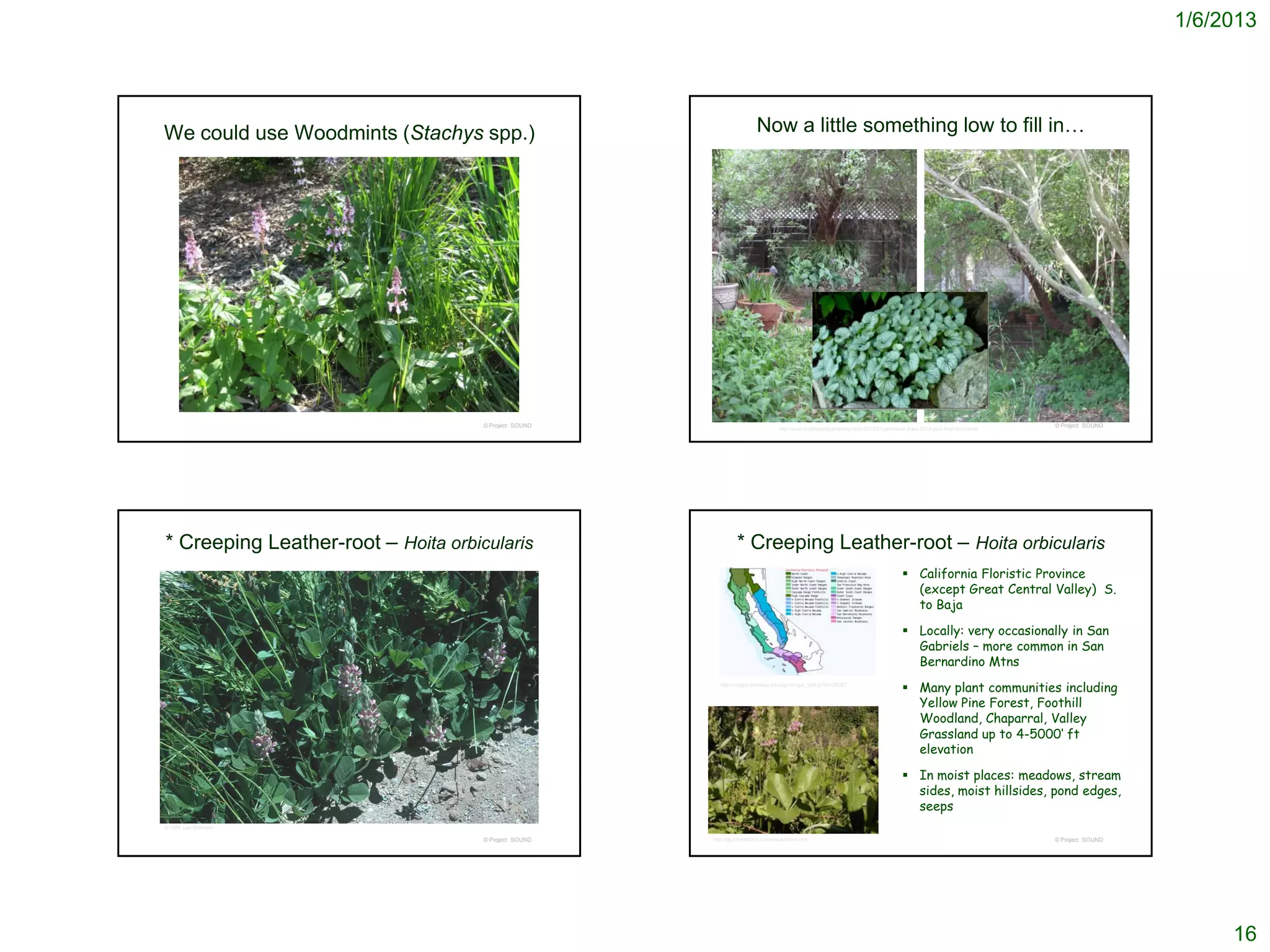 1/6/2013




We could use Woodmints (Stachys spp.)                                     Now a little something low to fill in…




                                     © Project SOUND                                                                                                                       © Project SOUND
                                                                                    http://www.northcoastgardening.com/2012/01/perennial-plant-2012-jack-frost-brunnera/




* Creeping Leather-root – Hoita orbicularis                      * Creeping Leather-root – Hoita orbicularis
                                                                                                                                         California Floristic Province
                                                                                                                                          (except Great Central Valley) S.
                                                                                                                                          to Baja

                                                                                                                                         Locally: very occasionally in San
                                                                                                                                          Gabriels – more common in San
                                                                                                                                          Bernardino Mtns
                                                          http://ucjeps.berkeley.edu/cgi-bin/get_IJM.pl?tid=28327
                                                                                                                                         Many plant communities including
                                                                                                                                          Yellow Pine Forest, Foothill
                                                                                                                                          Woodland, Chaparral, Valley
                                                                                                                                          Grassland up to 4-5000‘ ft
                                                                                                                                          elevation

                                                                                                                                         In moist places: meadows, stream
                                                                                                                                          sides, moist hillsides, pond edges,
                                                                                                                                          seeps
© 1995 Lee Dittmann

                                     © Project SOUND   http://jay.timetotrack.com/socal/lethrc.htm                                                                         © Project SOUND




                                                                                                                                                                                                  16
 