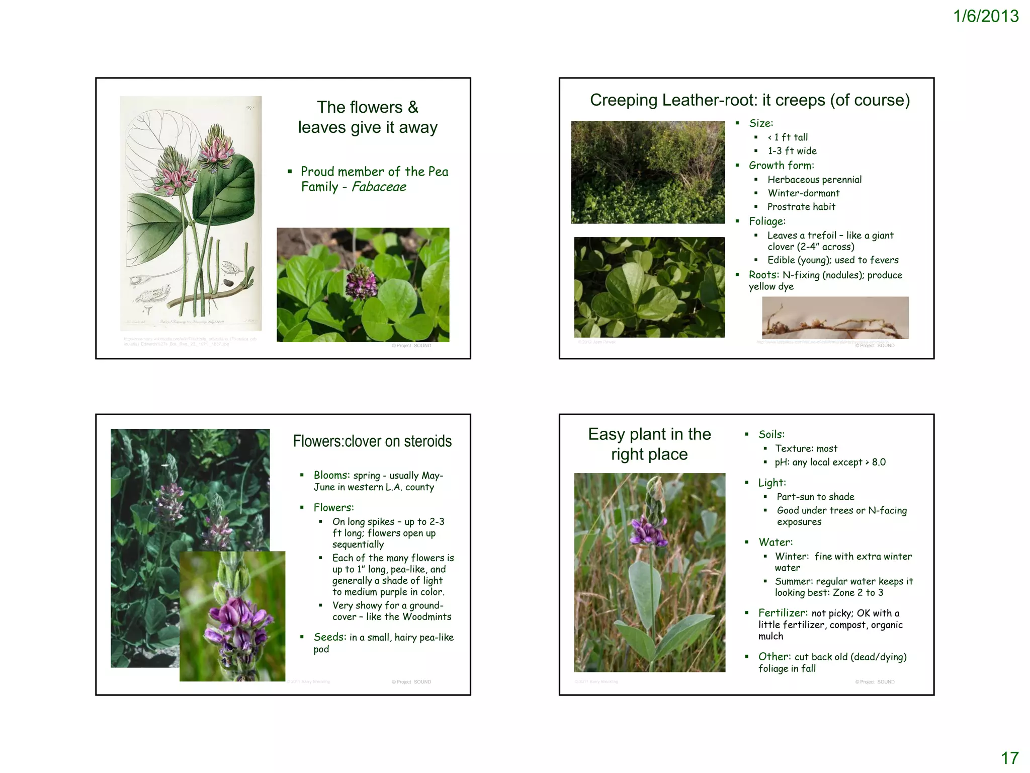 1/6/2013




                                                                                 The flowers &                                          Creeping Leather-root: it creeps (of course)
                                                                                                                                                            Size:
                                                                              leaves give it away                                                                      < 1 ft tall
                                                                                                                                                                       1-3 ft wide
                                                                                                                                                            Growth form:
                                                                          Proud member of the Pea
                                                                                                                                                                       Herbaceous perennial
                                                                           Family - Fabaceae                                                                           Winter-dormant
                                                                                                                                                                       Prostrate habit
                                                                                                                                                            Foliage:
                                                                                                                                                                       Leaves a trefoil – like a giant
                                                                                                                                                                        clover (2-4” across)
                                                                                                                                                                       Edible (young); used to fevers
                                                                                                                                                            Roots: N-fixing (nodules); produce
                                                                                                                                                              yellow dye




http://commons.wikimedia.org/wiki/File:Hoita_orbicularis_(Psoralea_orb
icularis)_Edwards%27s_Bot._Reg._23._1971._1837..jpg                                                                               © 2012 Jean Pawek            http://www.laspilitas.com/nature-of-california/plants/psoralea-orbicularis
                                                                                                               © Project SOUND                                                                                        © Project SOUND




                                                                                                                                       Easy plant in the      Soils:
                                                                            Flowers:clover on steroids                                                               Texture: most
                                                                                                                                         right place                 pH: any local except > 8.0
                                                                                Blooms: spring - usually May-
                                                                                      June in western L.A. county                                             Light:
                                                                                                                                                                         Part-sun to shade
                                                                                Flowers:                                                                                Good under trees or N-facing
                                                                                                 On long spikes – up to 2-3                                              exposures
                                                                                                  ft long; flowers open up
                                                                                                  sequentially                                                Water:
                                                                                                 Each of the many flowers is                                        Winter: fine with extra winter
                                                                                                  up to 1” long, pea-like, and                                        water
                                                                                                  generally a shade of light                                         Summer: regular water keeps it
                                                                                                  to medium purple in color.                                          looking best: Zone 2 to 3
                                                                                                 Very showy for a ground-
                                                                                                  cover – like the Woodmints                                  Fertilizer: not picky; OK with a
                                                                                                                                                                   little fertilizer, compost, organic
                                                                                Seeds: in a small, hairy pea-like                                                 mulch
                                                                                      pod
                                                                                                                                                              Other: cut back old (dead/dying)
                                                                                                                                                                   foliage in fall
                                                                         © 2011 Barry Breckling                © Project SOUND   © 2011 Barry Breckling                                                               © Project SOUND




                                                                                                                                                                                                                                                 17
 