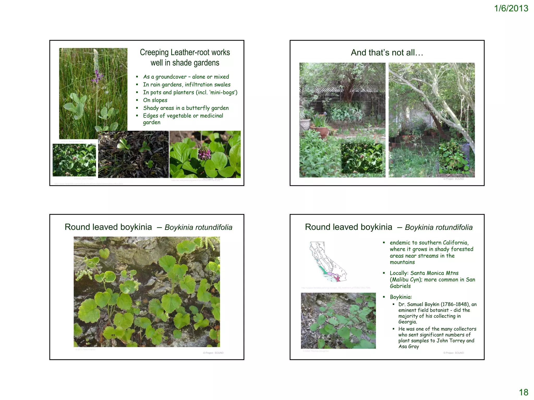 1/6/2013



                                                                                 Creeping Leather-root works                                                                                           And that’s not all…
                                                                                    well in shade gardens
                                                                                As a groundcover – alone or mixed
                                                                                In rain gardens, infiltration swales
                                                                                In pots and planters (incl. ‘mini-bogs’)
                                                                                On slopes
                                                                                Shady areas in a butterfly garden
                                                                                Edges of vegetable or medicinal
                                                                                 garden


       © 2011 Barry Breckling




                     © 2012 Jean Pawek                                                                                          © Project SOUND                                                                                                       © Project SOUND
                                                                                             http://en.wikipedia.org/wiki/File:Hoitaorbicularis.jpg
http://www.laspilitas.com/nature-of-california/plants/psoralea-orbicularis




          Round leaved boykinia – Boykinia rotundifolia                                                                                                  Round leaved boykinia – Boykinia rotundifolia
                                                                                                                                                                                                                               endemic to southern California,
                                                                                                                                                                                                                                where it grows in shady forested
                                                                                                                                                                                                                                areas near streams in the
                                                                                                                                                                                                                                mountains

                                                                                                                                                                                                                               Locally: Santa Monica Mtns
                                                                                                                                                                                                                                (Malibu Cyn); more common in San
                                                                                                                                                      http://ucjeps.berkeley.edu/cgi-bin/get_JM_treatment.pl?7088,7093,7096     Gabriels

                                                                                                                                                                                                                               Boykinia:
                                                                                                                                                                                                                                  Dr. Samuel Boykin (1786-1848), an
                                                                                                                                                                                                                                   eminent field botanist - did the
                                                                                                                                                                                                                                   majority of his collecting in
                                                                                                                                                                                                                                   Georgia.
                                                                                                                                                                                                                                  He was one of the many collectors
                                                                                                                                                                                                                                   who sent significant numbers of
                                                                                                                                                                                                                                   plant samples to John Torrey and
                      © 2011 Neal Kramer
                                                                                                                                                                                                                                   Asa Gray
                                                                                                                                                       © 2008 Thomas Stoughton
                                                                                                                                © Project SOUND                                                                                                       © Project SOUND




                                                                                                                                                                                                                                                                             18
 