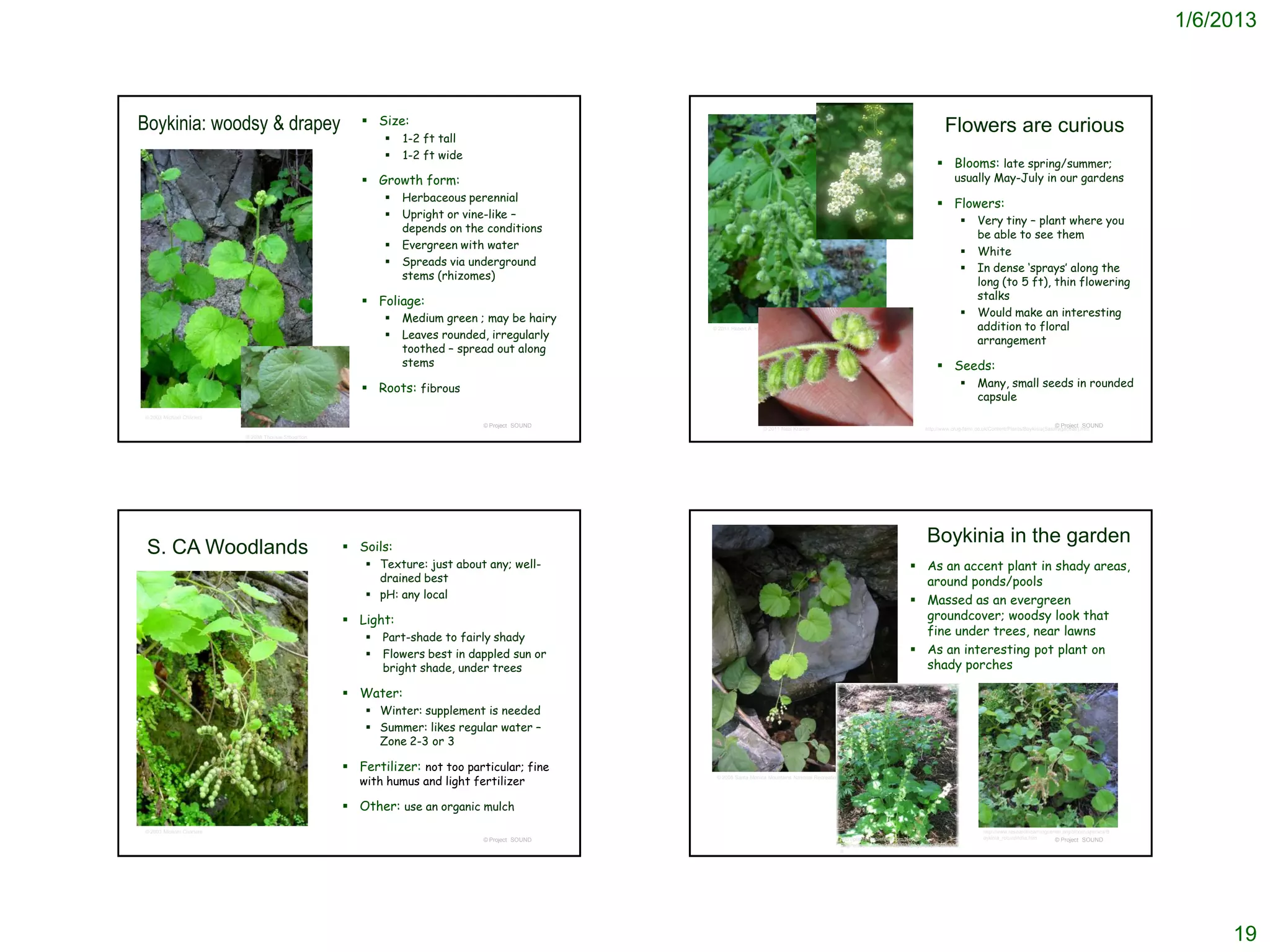 1/6/2013



Boykinia: woodsy & drapey                               Size:
                                                                                                                                                                                       Flowers are curious
                                                               1-2 ft tall
                                                               1-2 ft wide
                                                                                                                                                                                    Blooms: late spring/summer;
                                                        Growth form:                                                                                                                      usually May-July in our gardens
                                                               Herbaceous perennial
                                                                                                                                                                                    Flowers:
                                                               Upright or vine-like –
                                                                                                                                                                                                   Very tiny – plant where you
                                                                depends on the conditions
                                                                                                                                                                                                    be able to see them
                                                               Evergreen with water
                                                                                                                                                                                                   White
                                                               Spreads via underground
                                                                                                                                                                                                   In dense ‘sprays’ along the
                                                                stems (rhizomes)
                                                                                                                                                                                                    long (to 5 ft), thin flowering
                                                        Foliage:                                                                                                                                   stalks
                                                               Medium green ; may be hairy                                                                                                        Would make an interesting
                                                                                                                                                                                                    addition to floral
                                                                Leaves rounded, irregularly
                                                                                                © 2011 Robert A. Hamilton
                                                                                                                                                                                                   arrangement
                                                                toothed – spread out along
                                                                stems                                                                                                               Seeds:
                                                        Roots: fibrous                                                                                                                            Many, small seeds in rounded
                                                                                                                                                                                                    capsule
© 2003 Michael Charters
                                                                              © Project SOUND                                                                                                                                        © Project SOUND
                                                                                                                    © 2011 Neal Kramer                                         http://www.crug-farm.co.uk/Content/Plants/Boykinia(Saxifragaceae).htm
                          © 2008 Thomas Stoughton




                                                     Soils:
                                                                                                                                                                                Boykinia in the garden
 S. CA Woodlands
                                                         Texture: just about any; well-                                                                                   As an accent plant in shady areas,
                                                          drained best                                                                                                      around ponds/pools
                                                         pH: any local                                                                                                    Massed as an evergreen
                                                     Light:                                                                                                                groundcover; woodsy look that
                                                           Part-shade to fairly shady
                                                                                                                                                                            fine under trees, near lawns
                                                           Flowers best in dappled sun or                                                                                 As an interesting pot plant on
                                                            bright shade, under trees                                                                                       shady porches

                                                     Water:
                                                         Winter: supplement is needed
                                                         Summer: likes regular water –
                                                          Zone 2-3 or 3

                                                     Fertilizer: not too particular; fine
                                                       with humus and light fertilizer
                                                                                                 © 2005 Santa Monica Mountains National Recreation Area




                                                     Other: use an organic mulch
© 2003 Michael Charters                                                                                                                                                                                http://www.researchlearningcenter.org/bloom/species/B
                                                                              © Project SOUND                                                     http://plants.ritchiefeed.com/NetPS-                 oykinia_rotundifolia.htm      © Project SOUND
                                                                                                                                                  Engine.asp?CCID=31090003&page=pdp&PID=836
                                                                                                                                                  6




                                                                                                                                                                                                                                                                    19
 