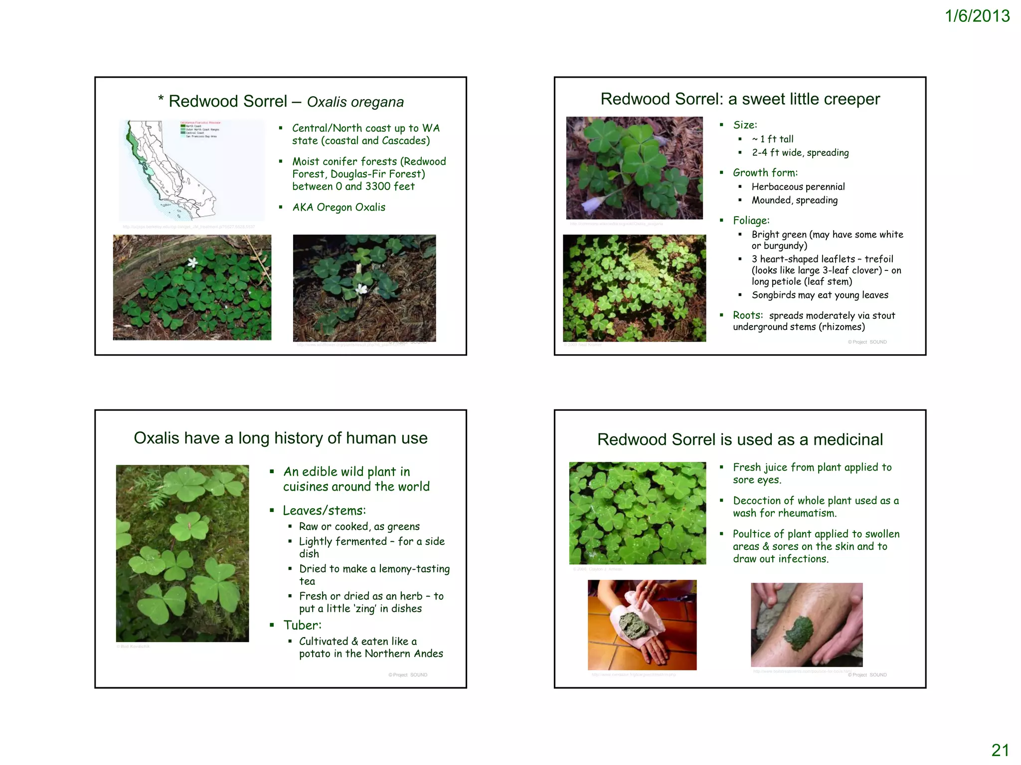 1/6/2013




                    * Redwood Sorrel – Oxalis oregana                                                                                                             Redwood Sorrel: a sweet little creeper
                                                                            Central/North coast up to WA                                                                                                         Size:
                                                                             state (coastal and Cascades)                                                                                                              ~ 1 ft tall
                                                                                                                                                                                                                       2-4 ft wide, spreading
                                                                            Moist conifer forests (Redwood
                                                                             Forest, Douglas-Fir Forest)                                                                                                          Growth form:
                                                                             between 0 and 3300 feet                                                                                                                   Herbaceous perennial
                                                                                                                                                                                                                       Mounded, spreading
                                                                            AKA Oregon Oxalis
  http://ucjeps.berkeley.edu/cgi-bin/get_JM_treatment.pl?5527,5528,5537
                                                                                                                                                  http://commons.wikimedia.org/wiki/Oxalis_oregana                Foliage:
                                                                                                                                                                                                                       Bright green (may have some white
                                                                                                                                                                                                                        or burgundy)
                                                                                                                                                                                                                       3 heart-shaped leaflets – trefoil
                                                                                                                                                                                                                        (looks like large 3-leaf clover) – on
                                                                                                                                                                                                                        long petiole (leaf stem)
                                                                                                                                                                                                                       Songbirds may eat young leaves

                                                                                                                                                                                                                  Roots: spreads moderately via stout
                                                                                                                                                                                                                   underground stems (rhizomes)
                                                                                                                              © Project SOUND                                                                                                                               © Project SOUND
                                                                              http://www.wildflower.org/plants/result.php?id_plant=OXOR         © 2009 Neal Kramer




       Oxalis have a long history of human use                                                                                                                  Redwood Sorrel is used as a medicinal
                                                                           An edible wild plant in                                                                                                               Fresh juice from plant applied to
                                                                                                                                                                                                                   sore eyes.
                                                                            cuisines around the world
                                                                                                                                                                                                                  Decoction of whole plant used as a
                                                                           Leaves/stems:                                                                                                                          wash for rheumatism.
                                                                              Raw or cooked, as greens
                                                                                                                                                                                                                  Poultice of plant applied to swollen
                                                                              Lightly fermented – for a side                                                                                                      areas & sores on the skin and to
                                                                               dish                                                                                                                                draw out infections.
                                                                              Dried to make a lemony-tasting                                       © 2006, Clayton J. Antieau


                                                                               tea
                                                                              Fresh or dried as an herb – to
                                                                               put a little ‘zing’ in dishes
                                                                           Tuber:
© Bud Kovalchik:
                                                                              Cultivated & eaten like a
                                                                               potato in the Northern Andes
                                                                                                                                                                                                                        http://www.boilstreatments.com/poultice-for-boils.html
                                                                                                                              © Project SOUND                http://www.cieldazur.fr/gb/argile/utilisation.php                                                              © Project SOUND




                                                                                                                                                                                                                                                                                                   21
 