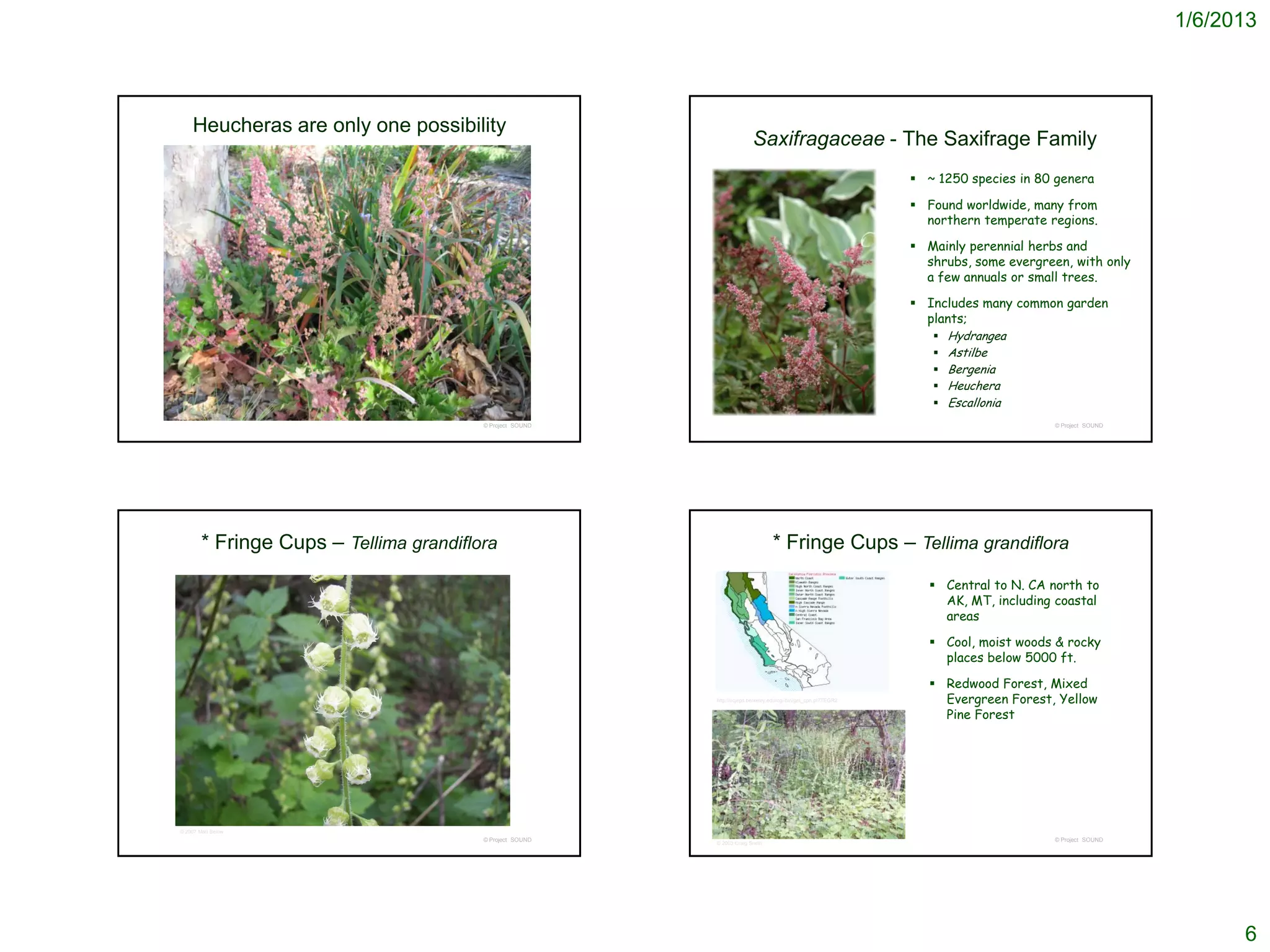1/6/2013



    Heucheras are only one possibility
                                                                          Saxifragaceae - The Saxifrage Family
                                                                                                                  ~ 1250 species in 80 genera

                                                                                                                  Found worldwide, many from
                                                                                                                   northern temperate regions.

                                                                                                                  Mainly perennial herbs and
                                                                                                                   shrubs, some evergreen, with only
                                                                                                                   a few annuals or small trees.

                                                                                                                  Includes many common garden
                                                                                                                   plants;
                                                                                                                     Hydrangea
                                                                                                                     Astilbe
                                                                                                                     Bergenia
                                                                                                                     Heuchera
                                                                                                                     Escallonia
                                         © Project SOUND                                                                                © Project SOUND




        * Fringe Cups – Tellima grandiflora                                       * Fringe Cups – Tellima grandiflora
                                                                                                                     Central to N. CA north to
                                                                                                                      AK, MT, including coastal
                                                                                                                      areas

                                                                                                                     Cool, moist woods & rocky
                                                                                                                      places below 5000 ft.

                                                                                                                     Redwood Forest, Mixed
                                                           http://ucjeps.berkeley.edu/cgi-bin/get_cpn.pl?TEGR2        Evergreen Forest, Yellow
                                                                                                                      Pine Forest




© 2007 Matt Below
                                         © Project SOUND                                                                                © Project SOUND
                                                           © 2003 Craig Smith




                                                                                                                                                                6
 