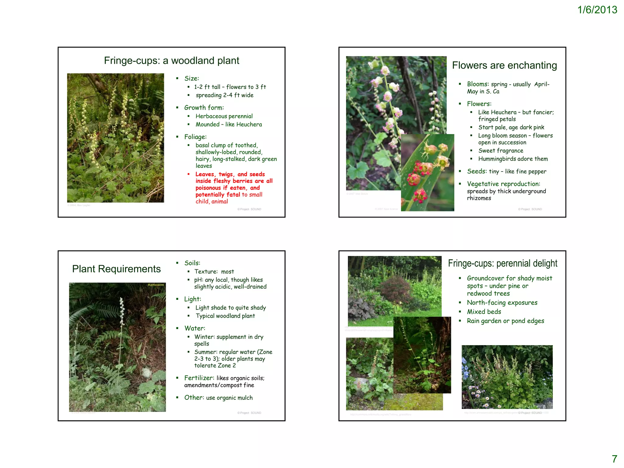 1/6/2013



                         Fringe-cups: a woodland plant                                                                                              Flowers are enchanting
                                         Size:
                                             1-2 ft tall – flowers to 3 ft                                                                           Blooms: spring - usually April-
                                                                                                                                                         May in S. Ca
                                             spreading 2-4 ft wide
                                                                                                                                                      Flowers:
                                         Growth form:
                                                                                                                                                                  Like Heuchera – but fancier;
                                               Herbaceous perennial
                                                                                                                                                                   fringed petals
                                               Mounded – like Heuchera
                                                                                                                                                                  Start pale, age dark pink
                                         Foliage:                                                                                                                Long bloom season – flowers
                                                                                                                                                                   open in succession
                                               basal clump of toothed,
                                                shallowly-lobed, rounded,                                                                                         Sweet fragrance
                                                hairy, long-stalked, dark green                                                                                   Hummingbirds adore them
                                                leaves
                                               Leaves, twigs, and seeds                                                                              Seeds: tiny – like fine pepper
                                                inside fleshy berries are all
                                                                                                                                                      Vegetative reproduction:
                                                poisonous if eaten, and
                                                                                                                                                         spreads by thick underground
                                                potentially fatal to small         © 2007 Matt Below

                                                                                                                                                         rhizomes
© 2004, Ben Legler:
                                                child, animal
                                                               © Project SOUND                             © 2007 Neal Kramer                                                                         © Project SOUND




                                         Soils:                                                                                                   Fringe-cups: perennial delight
   Plant Requirements                        Texture: most
                                             pH: any local, though likes                                                                             Groundcover for shady moist
                                              slightly acidic, well-drained                                                                            spots – under pine or
                                                                                                                                                       redwood trees
                                         Light:
                                                                                                                                                      North-facing exposures
                                               Light shade to quite shady
                                                                                                                                                      Mixed beds
                                               Typical woodland plant
                                                                                                                                                      Rain garden or pond edges
                                         Water:                                  http://www.alpinegardensociety.net/competitions/online-
                                                                                  show/2009/view+of+a+grouping+of+Alpine+plants+in+a+garden/606/


                                             Winter: supplement in dry
                                              spells
                                             Summer: regular water (Zone
                                              2-3 to 3); older plants may
                                              tolerate Zone 2

                                         Fertilizer: likes organic soils;
                                           amendments/compost fine

                                         Other: use organic mulch

   © 2008 Steve Matson                                         © Project SOUND                                                                         http://www.anniesannuals.com/plt_lst/lists/general/lst.gen.asp?prodid=1055
                                                                                                                                                                                                       © Project SOUND
                                                                                      http://commons.wikimedia.org/wiki/Tellima_grandiflora




                                                                                                                                                                                                                                          7
 