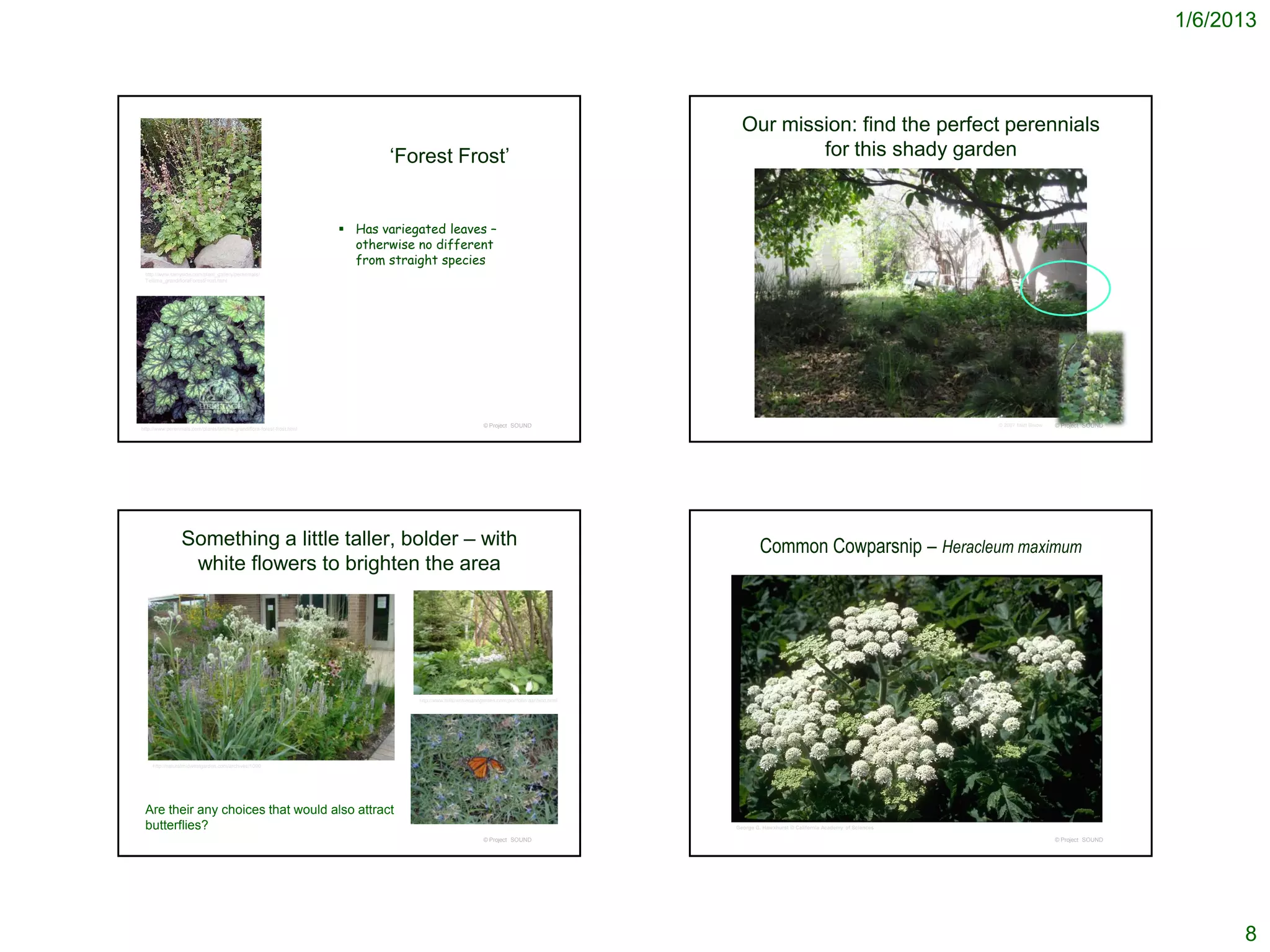 1/6/2013



                                                                                                                                                      Our mission: find the perfect perennials
                                                                                 ‘Forest Frost’                                                               for this shady garden


                                                                          Has variegated leaves –
                                                                           otherwise no different
                                                                           from straight species
 http://www.rainyside.com/plant_gallery/perennials/
 Tellima_grandifloraForestFrost.html




                                                                                                                © Project SOUND                                                                            © 2007 Matt Below   © Project SOUND
http://www.perennials.com/plants/tellima-grandiflora-forest-frost.html




                 Something a little taller, bolder – with                                                                                                   Common Cowparsnip – Heracleum maximum
                  white flowers to brighten the area




                                                                                     http://www.hilltowntreeandgarden.com/portfolio-ashfield.html




     http://naturalmidwestgarden.com/archives/1090




 Are their any choices that would also attract
 butterflies?                                                                                                                                       George G. Hawxhurst © California Academy of Sciences

                                                                                                                © Project SOUND                                                                                                © Project SOUND




                                                                                                                                                                                                                                                       8
 