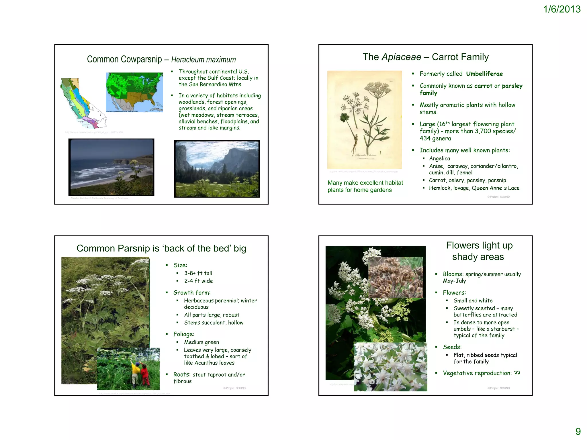 1/6/2013




                     Common Cowparsnip – Heracleum maximum                                                                                                                       The Apiaceae – Carrot Family
                                                                                                            Throughout continental U.S.                                                                              Formerly called Umbelliferae
                                                                                                             except the Gulf Coast; locally in
                                                                                                             the San Bernardino Mtns                                                                                  Commonly known as carrot or parsley
                                                                                                            In a variety of habitats including                                                                        family
                                                                                                             woodlands, forest openings,
                                                                                                                                                                                                                      Mostly aromatic plants with hollow
                                                                                                             grasslands, and riparian areas
                                                                                                             (wet meadows, stream terraces,
                                                                                                                                                                                                                       stems.
                                                                                                             alluvial benches, floodplains, and
                                                                                                                                                                                                                      Large (16th largest flowering plant
                                                                                                             stream and lake margins.
 http://ucjeps.berkeley.edu/cgi-bin/get_cpn.pl?HEMA80                                                                                                                                                                  family) - more than 3,700 species/
                                                                                                                                                                                                                       434 genera

                                                                                                                                                                                                                      Includes many well known plants:
                                                                                                                                                                                                                         Angelica
                                                                                                                                                                                                                         Anise, caraway, coriander/cilantro,
                                                                                                                                                  http://en.wikipedia.org/wiki/File:Apiaceae_Pimpinella_anisum.jpg
                                                                                                                                                                                                                          cumin, dill, fennel
                                                                                                                                                                                                                         Carrot, celery, parsley, parsnip
                                                                                                                                                  Many make excellent habitat
                                                                                                                                                  plants for home gardens                                                Hemlock, lovage, Queen Anne's Lace
                                                                                                                               © Project SOUND                                                                                                     © Project SOUND
      Charles Webber © California Academy of Sciences




           Common Parsnip is ‘back of the bed’ big                                                                                                                                                                               Flowers light up
                                                                                                                                                                                                                                  shady areas
                                                                                             Size:
                                                                                                              3-8+ ft tall                                                                                                   Blooms: spring/summer usually
                                                                                                              2-4 ft wide                                                                                                      May-July

                                                                                             Growth form:                                                                                                                    Flowers:
                                                                                                              Herbaceous perennial; winter                                                                                         Small and white
                                                                                                               deciduous                                                                                                            Sweetly scented – many
                                                                                                              All parts large, robust                                                                                               butterflies are attracted
                                                                                                              Stems succulent, hollow                                                                                              In dense to more open
                                                                                                                                                                                                                                     umbels – like a starburst –
                                                                                             Foliage:                                                                                                                               typical of the family
                                                                                                              Medium green
                                                                                                              Leaves very large, coarsely
                                                                                                                                                                                                                              Seeds:
                                                                                                               toothed & lobed – sort of                                                                                            Flat, ribbed seeds typical
                                                                                                               like Acanthus leaves                                                                                                  for the family

                                                                                             Roots: stout taproot and/or                                                                                                     Vegetative reproduction: ??
© 2005 Robert Sivinski
                                                                                                        fibrous                                   http://en.wikipedia.org/wiki/File:Heracleum_lanatum_07269.JPG
                                                                                                                               © Project SOUND                                                                                                     © Project SOUND
                               http://www.alaska-in-pictures.com/twins-exploring-108-pictures.htm




                                                                                                                                                                                                                                                                           9
 