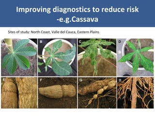 Unraveling Virus Complexes in Plants/ CIAT APR 2015