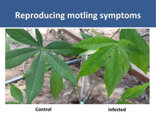 Unraveling Virus Complexes in Plants/ CIAT APR 2015