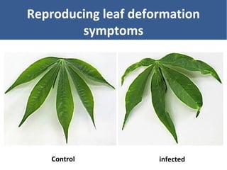 Unraveling Virus Complexes in Plants/ CIAT APR 2015