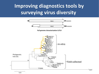Unraveling Virus Complexes in Plants/ CIAT APR 2015