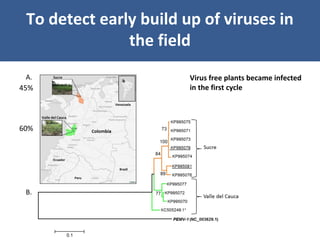 Unraveling Virus Complexes in Plants/ CIAT APR 2015