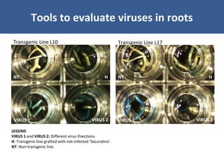Unraveling Virus Complexes in Plants/ CIAT APR 2015