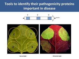 Unraveling Virus Complexes in Plants/ CIAT APR 2015
