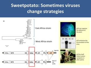 Unraveling Virus Complexes in Plants/ CIAT APR 2015
