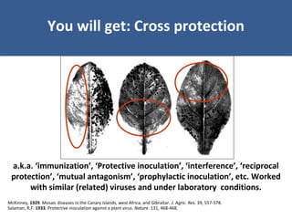 Unraveling Virus Complexes in Plants/ CIAT APR 2015