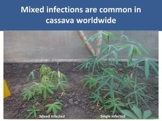 Unraveling Virus Complexes in Plants/ CIAT APR 2015