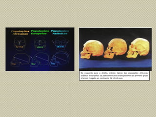 Da esquerda para a direita, crânios típicos das populações africanas,
asiáticas e européias: os paleoamericanos eram próximos ao primeiro grupo
e teriam chegado ao continente há 14 mil anos
 