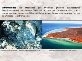 Estromatólitos são produzidos por micróbios (maioria cianobactérias
fotossintetizantes) que formam filmes microbianos que aprisionam lama; com o
tempo, camadas desses micróbios e de lama podem formar uma estrutura rochosa
estratificada – o estromatólito.
Modernos estromatólitos em Shark Bay, AustraliaEstomatrólitos do periodo Pré- Cambriano (Glacier National Park-EUA)
 