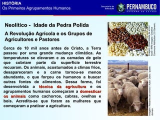 Neolítico - Idade da Pedra PolidaNeolítico - Idade da Pedra Polida
Cerca de 10 mil anos antes de Cristo, a Terra
passou por uma grande mudança climática. As
temperaturas se elevaram e as camadas de gelo
que cobriam parte da superfície terrestre
recuaram. Os animais, acostumados a climas frios,
desapareceram e a carne tornou-se menos
abundante, o que forçou os humanos a buscar
outras fontes de alimentos. Dessa forma, foi
desenvolvida a técnica da agriculturatécnica da agricultura e os
agrupamentos humanos começaram a domesticardomesticar
os animaisos animais como cachorros, cabras, ovelhas e
bois. Acredita-se que foram as mulheres que
começaram a praticar a agricultura.
A Revolução Agrícola e os Grupos deA Revolução Agrícola e os Grupos de
Agricultores e PastoresAgricultores e Pastores
Imagem:Diversidadedearroz/
Autor:IRRIImages/Creative
CommonsAttribution2.0Generic.
Imagem:Rebanhodeovinos/Autor:Ddxc/public
domain.
HISTÓRIA
Os Primeiros Agrupamentos Humanos
 