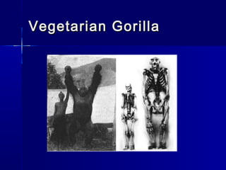 Vegetarian GorillaVegetarian Gorilla
 