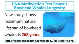 New study shows
maximum natural
lifespan of bowhead
whales is 268 years.
DNA Methylation Test Reveals
Bowhead Whales Longevity
https://cosmosmagazine.com/biology/life-clock-ticking
 
