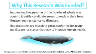 Sequencing the genome of the bowhead whale was
done to identify candidate genes to explain their long
lifespan and resistance to diseases.
This project helped elucidate genes conferring longevity
and disease resistance that may to improve human health.
Why This Research Was Funded?
This project was supported by grants from the Life Extension Foundation and the Methuselah Foundation.
 