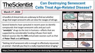 https://www.the-scientist.com/features/can-destroying-senescent-cells-treat-age-related-disease--67136
Can Destroying Senescent
Cells Treat Age-Related Disease?
A handful ofclinical trials are underway to find out whether
drugs that target senescent cells can slow the ravages of old age.
March 1st, 2020
Several biotechs have sprouted in recent years to identify
compounds that target senescent cells and put such
“senolytic” drugs to the test in humans—efforts that are
supported by considerable funding influxes from both
federal sources like the NIH and private sources such as that
of Peter Theil and Jeff Bezos.
“Getting rid of senescent cells is enough to effectively rejuvenate
ananimal—thattellsyouthey’reareallyimportantdriverofaging.”
 