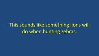 This sounds like something lions will
do when hunting zebras.
 