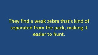 They find a weak zebra that's kind of
separated from the pack, making it
easier to hunt.
 