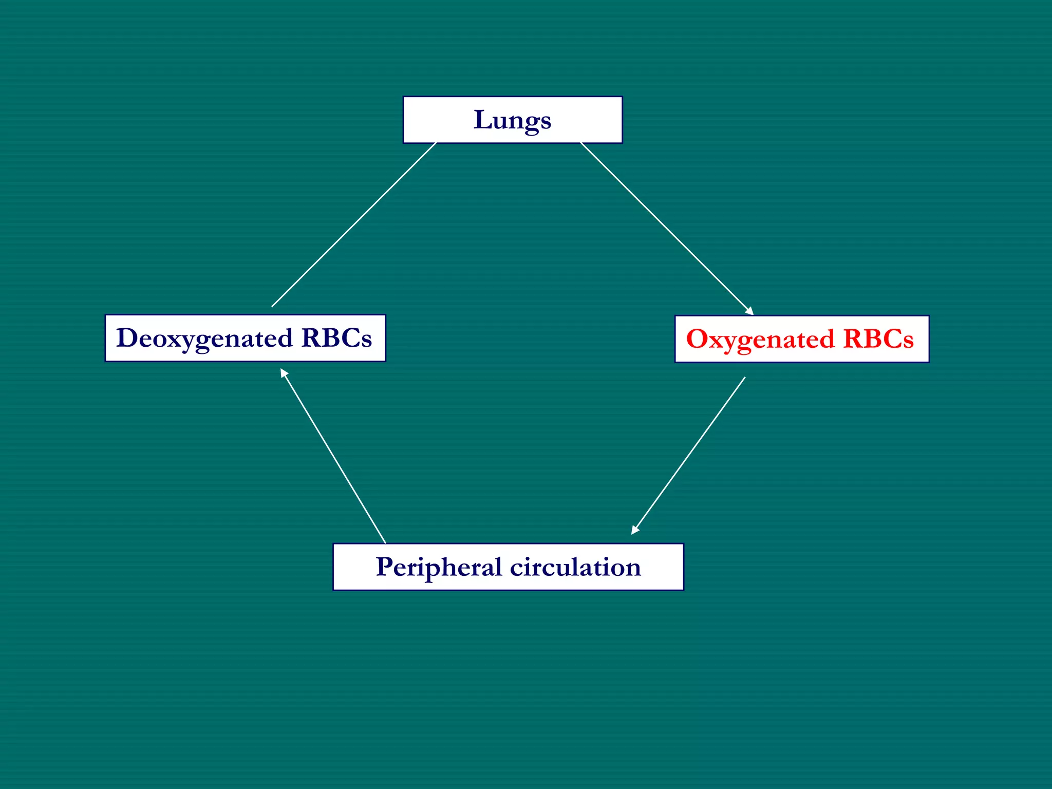 Lungs




Deoxygenated RBCs                            Oxygenated RBCs




                    Peripheral circulation
 