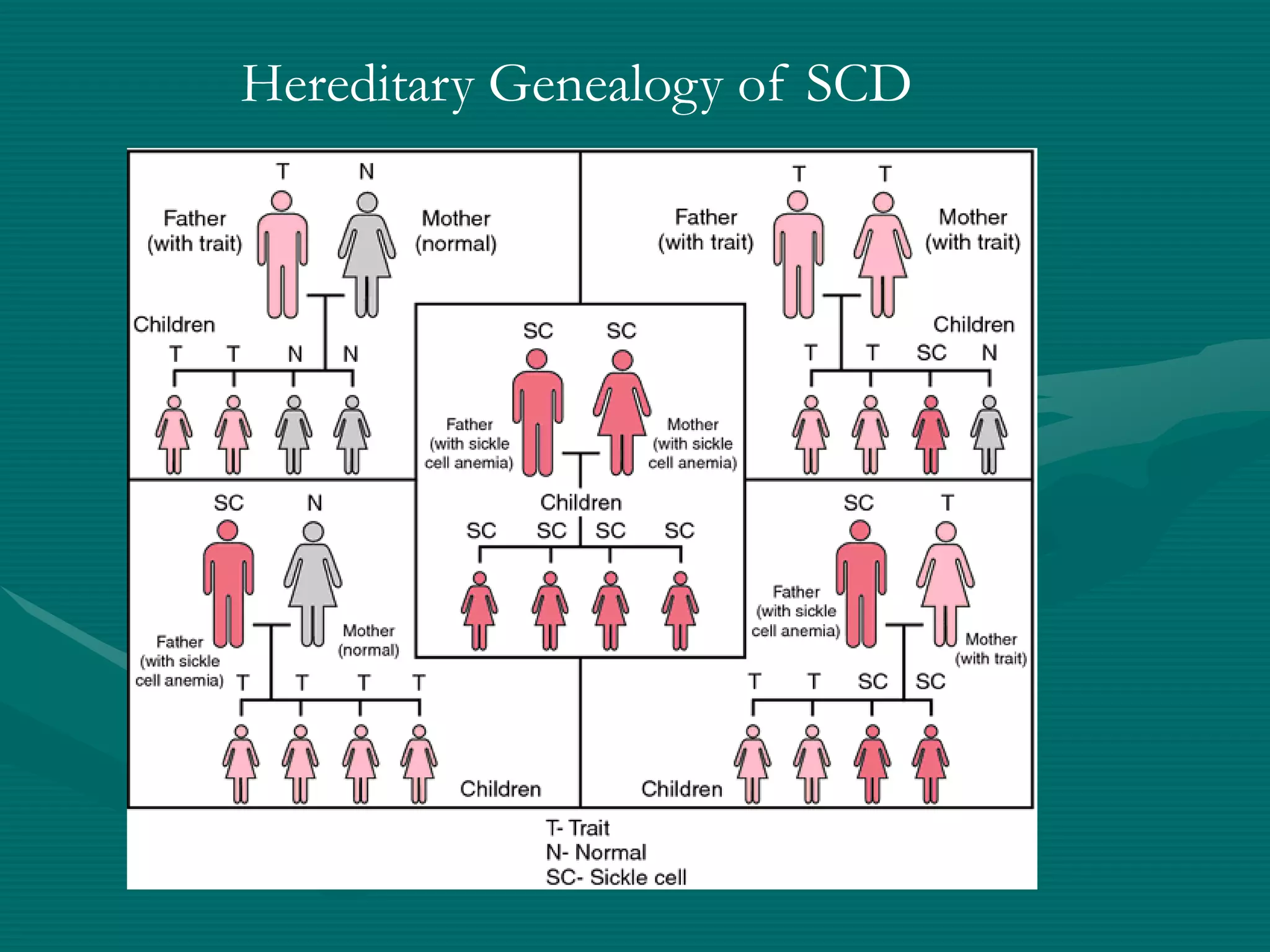 Hereditary Genealogy of SCD
 