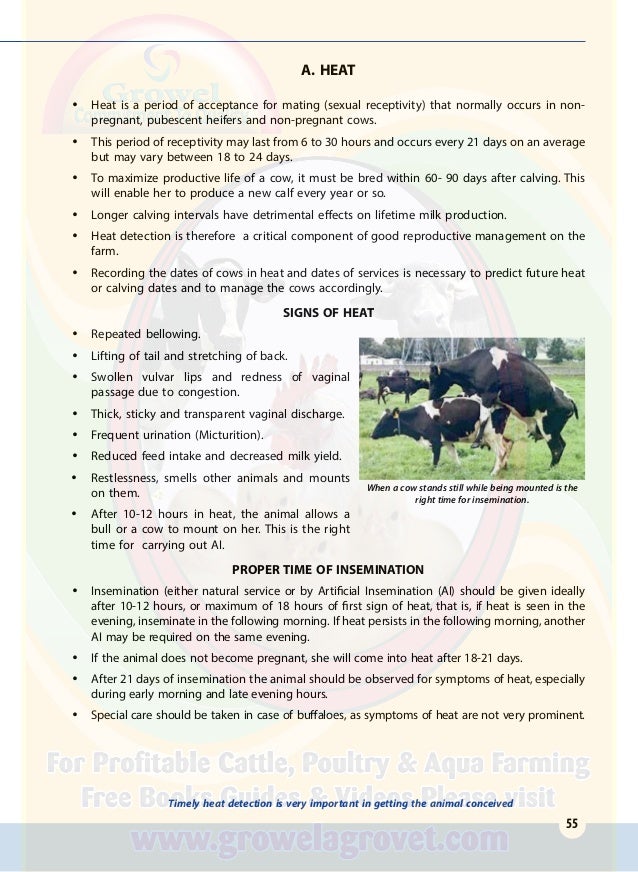 A Practicle Handbook of Dairy Husbandry