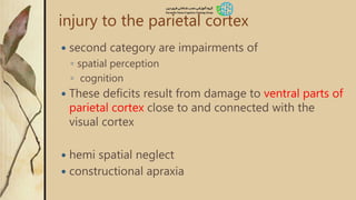 injury to the parietal cortex
 second category are impairments of
◦ spatial perception
◦ cognition
 These deficits result from damage to ventral parts of
parietal cortex close to and connected with the
visual cortex
 hemi spatial neglect
 constructional apraxia
 