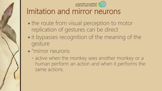 Imitation and mirror neurons
 the route from visual perception to motor
replication of gestures can be direct
 it bypasses recognition of the meaning of the
gesture
 “mirror neurons
◦ active when the monkey sees another monkey or a
human perform an action and when it performs the
same actions.
 