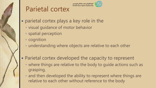 Parietal cortex
 parietal cortex plays a key role in the
◦ visual guidance of motor behavior
◦ spatial perception
◦ cognition
◦ understanding where objects are relative to each other
 Parietal cortex developed the capacity to represent
◦ where things are relative to the body to guide actions such as
grasping,
◦ and then developed the ability to represent where things are
relative to each other without reference to the body
 