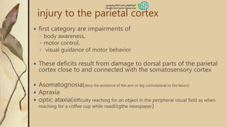 injury to the parietal cortex
 first category are impairments of
◦ body awareness,
◦ motor control,
◦ visual guidance of motor behavior
 These deficits result from damage to dorsal parts of the parietal
cortex close to and connected with the somatosensory cortex
 Asomatognosia(deny the existence of the arm or leg contralateral to the lesion)
 Apraxia
 optic ataxia(difficulty reaching for an object in the peripheral visual field as when
reaching for a coffee cup while readli1gthe newspaper)
 