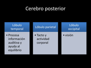 Cerebro posterior
Lóbulo
temporal
• Procesa
información
auditiva y
ayuda al
equilibrio
Lóbulo parietal
• Tacto y
actividad
corporal
Lóbulo
occipital
• visión
 