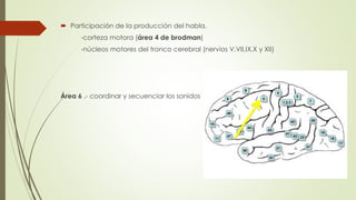  Participación de la producción del habla.
-corteza motora (área 4 de brodman)
-núcleos motores del tronco cerebral (nervios V,VII,IX,X y XII)
Área 6 .- coordinar y secuenciar los sonidos
 