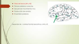  Área de broca (44 y 45)
 Pensar palabras correctas
 Secuenciar movimientos mus.
 Producción de sonidos
 Ensamblar palabras
depende de : corteza frontal asociativa, o 44 y 45.
 