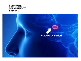 1-VONTADE
2-PENSAMENTO
3-PINEAL
GLÂNDULA PINEAL
 
