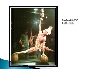 MARAVILLOSO
EQUILIBRIO
 