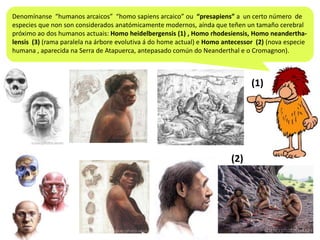 Denomínanse “humanos arcaicos” “homo sapiens arcaico” ou “presapiens” a un certo número de
especies que non son considerados anatómicamente modernos, aínda que teñen un tamaño cerebral
próximo ao dos humanos actuais: Homo heidelbergensis (1) , Homo rhodesiensis, Homo neanderthalensis (3) (rama paralela na árbore evolutiva á do home actual) e Homo antecessor (2) (nova especie
humana , aparecida na Serra de Atapuerca, antepasado común do Neanderthal e o Cromagnon).

(1)

(2)

 