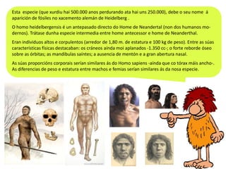 Esta especie (que xurdiu hai 500.000 anos perdurando ata hai uns 250.000), debe o seu nome á
aparición de fósiles no xacemento alemán de Heidelberg .
O homo heidelbergensis é un antepasado directo do Home de Neandertal (non dos humanos modernos). Trátase dunha especie intermedia entre home antecessor e home de Neanderthal.
Eran individuos altos e corpulentos (arredor de 1,80 m. de estatura e 100 kg de peso). Entre as súas
características físicas destacaban: os cráneos aínda moi aplanados -1.350 cc-; o forte reborde óseo
sobre as órbitas; as mandibulas saíntes; a ausencia de mentón e a gran abertura nasal.
As súas proporcións corporais serían similares ás do Homo sapiens -aínda que co tórax máis ancho-.
As diferencias de peso e estatura entre machos e femias serían similares ás da nosa especie.

 