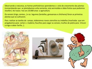 Observando a natureza, os homes prehistóricos aprendemos o ciclo do crecemento das plantas
(comprobando que se plantabamos unha semente, esta xermolaba e daba froitos que podiamos
recoller). Así naceu -hai uns 10.000 anos- a agricultura.

Os cereais (trigo, centeo…) e os legumes (lentellas, garavanzos e chícharos) foron as primeiras
plantas que se cultivaron.
Para realizar as tarefas do campo, elaboramos novos utensilios ou trebellos (machadas que empregabamos para cortar a madeira; fouciños para segar os cereais; muíños de pedra para triturar
o trigo e obter fariña…).

 