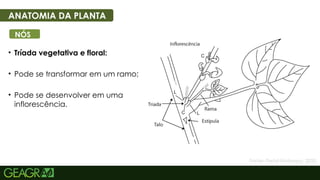 10
• Tríada vegetativa e floral:
• Pode se transformar em um ramo;
• Pode se desenvolver em uma
inflorescência.
ANATOMIA DA PLANTA
NÓS
Fonte: Portal Embrapa, 2025.
 