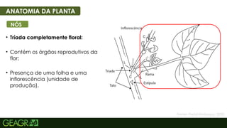 11
• Tríada completamente floral:
• Contém os órgãos reprodutivos da
flor;
• Presença de uma folha e uma
inflorescência (unidade de
produção).
ANATOMIA DA PLANTA
NÓS
Fonte: Portal Embrapa, 2025.
 