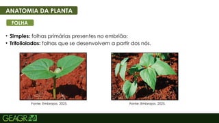 12
• Simples: folhas primárias presentes no embrião;
• Trifolioladas: folhas que se desenvolvem a partir dos nós.
ANATOMIA DA PLANTA
FOLHA
Fonte: Embrapa, 2025. Fonte: Embrapa, 2025.
 